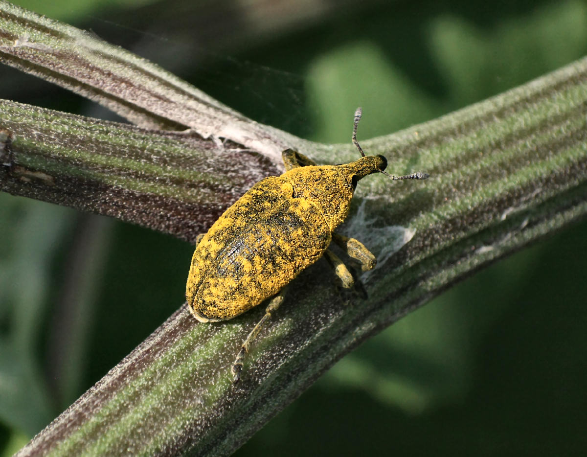 Lixus bardanae ?? no. Larinus sp.